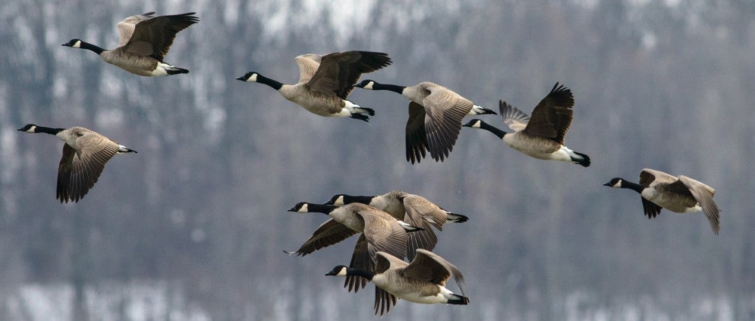 🦆 How to Effectively and Humanely Deter Geese — A Complete Guide by RYNEXS - RYNEXS